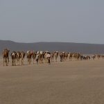 Dancalia Etiopia Carovane per il trasporto del sale