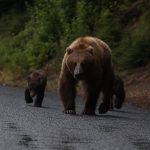 Famiglia di orsi in Alaska