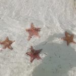 Stelle Marine a Zanzibar