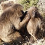 Viaggio in Etiopia Monti Simien Babbuino Gelada Grooming