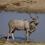 Viaggio in Zimbabwe safari